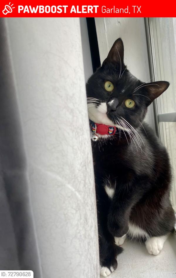 Lost Female Cat last seen Por la prada dentista vista por la casa casa que están aun lado , Garland, TX 75043