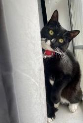 Lost Female Cat last seen Por la prada dentista vista por la casa casa que están aun lado , Garland, TX 75043
