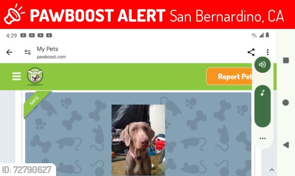 Lost Female Dog last seen Near street and g street San Bernardino try ca , San Bernardino, CA 92405