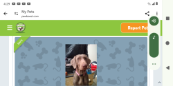 Lost Female Dog last seen Near street and g street San Bernardino try ca , San Bernardino, CA 92405