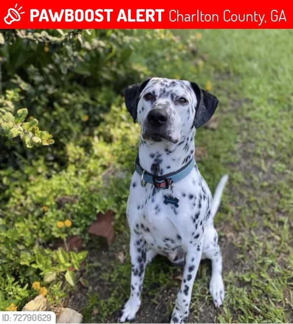 Lost Male Dog last seen Bragg St and Hwy 94, St Georg, GA, Charlton County, GA 31562