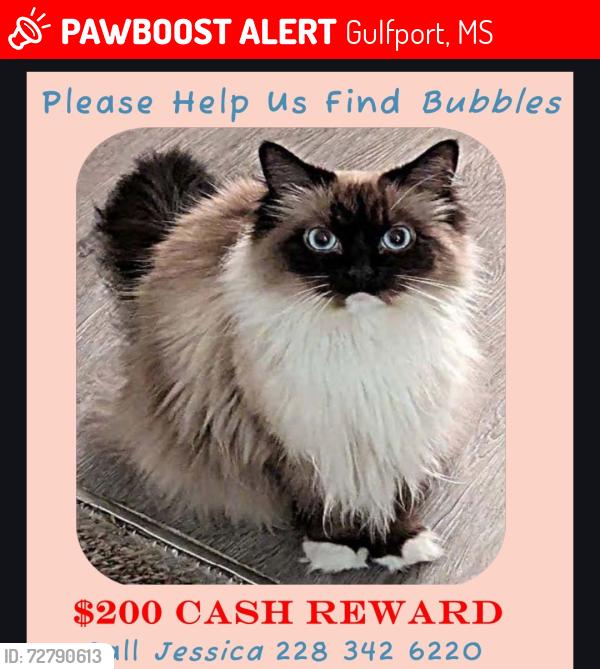 Lost Female Cat last seen Mock St. Off of O'Neal Rd in Gulfport two streets away from Cowan hwy 605, Gulfport, MS 39503