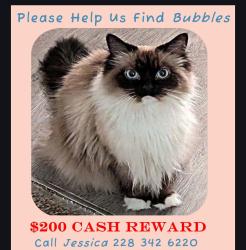 Lost Female Cat last seen Mock St. Off of O'Neal Rd in Gulfport two streets away from Cowan hwy 605, Gulfport, MS 39503