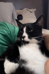 Lost Male Cat last seen Breezeway Ct., Bloomingdale, FL 33511
