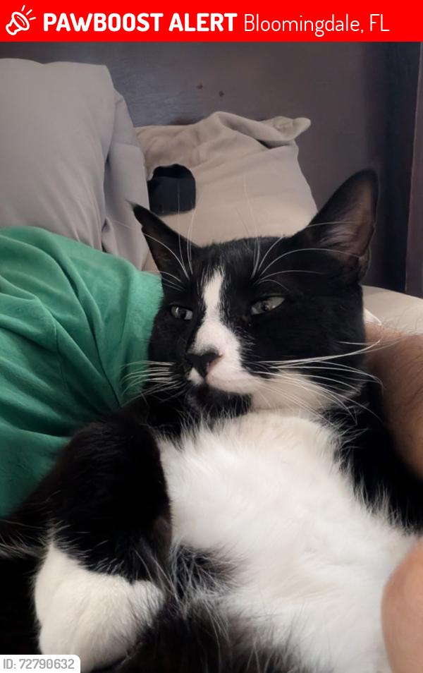 Lost Male Cat last seen Breezeway Ct., Bloomingdale, FL 33511