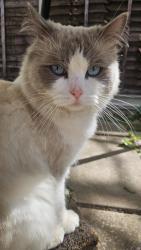 Found/Stray Male Cat last seen Winstanley Drive, Leicester, England LE3 1PE