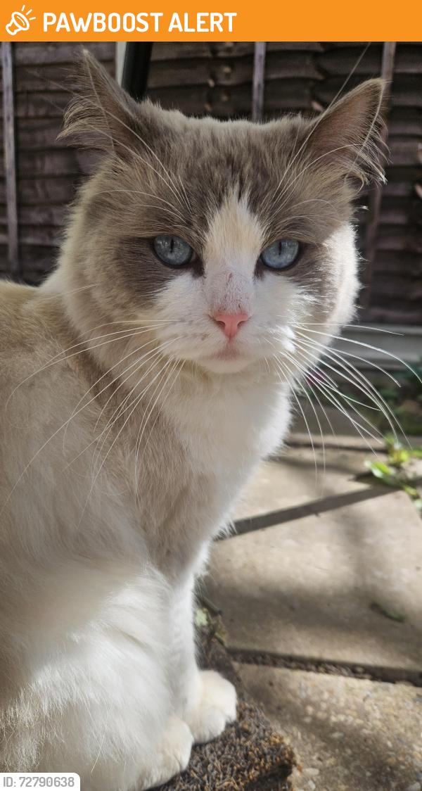 Found/Stray Male Cat last seen Winstanley Drive, Leicester, England LE3 1PE