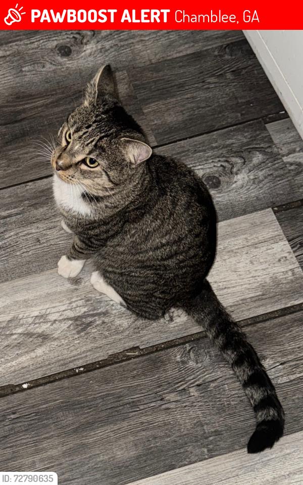 Lost Male Cat last seen Forrest CT , Chamblee, GA 30341