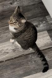 Lost Male Cat last seen Forrest CT , Chamblee, GA 30341