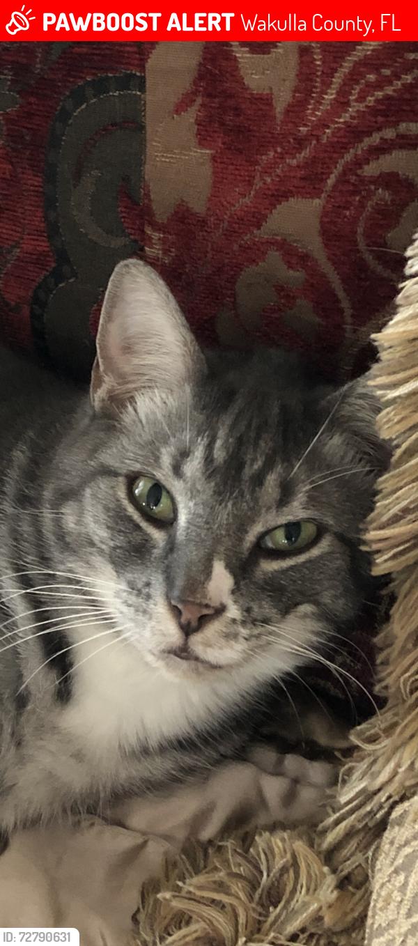 Lost Female Cat last seen Wakulla-Aaron, Wakulla County, FL 32327