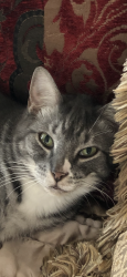 Lost Female Cat last seen Wakulla-Aaron, Wakulla County, FL 32327