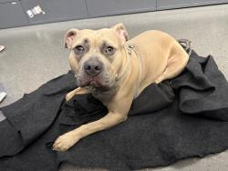 Found/Stray Female Dog last seen King St and Berry Street, San Francisco, CA 94158