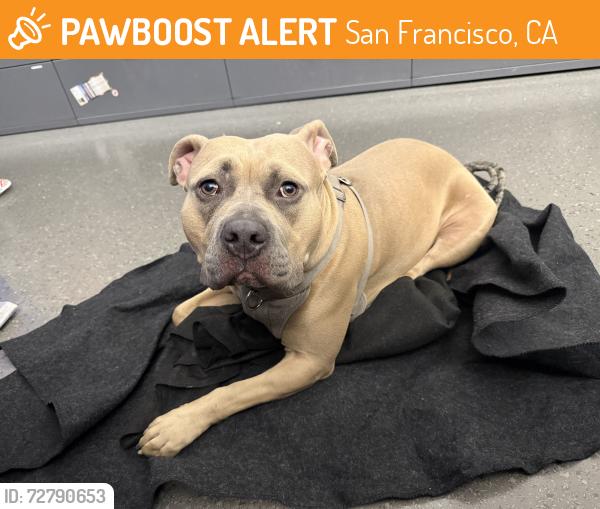 Found/Stray Female Dog last seen King St and Berry Street, San Francisco, CA 94158