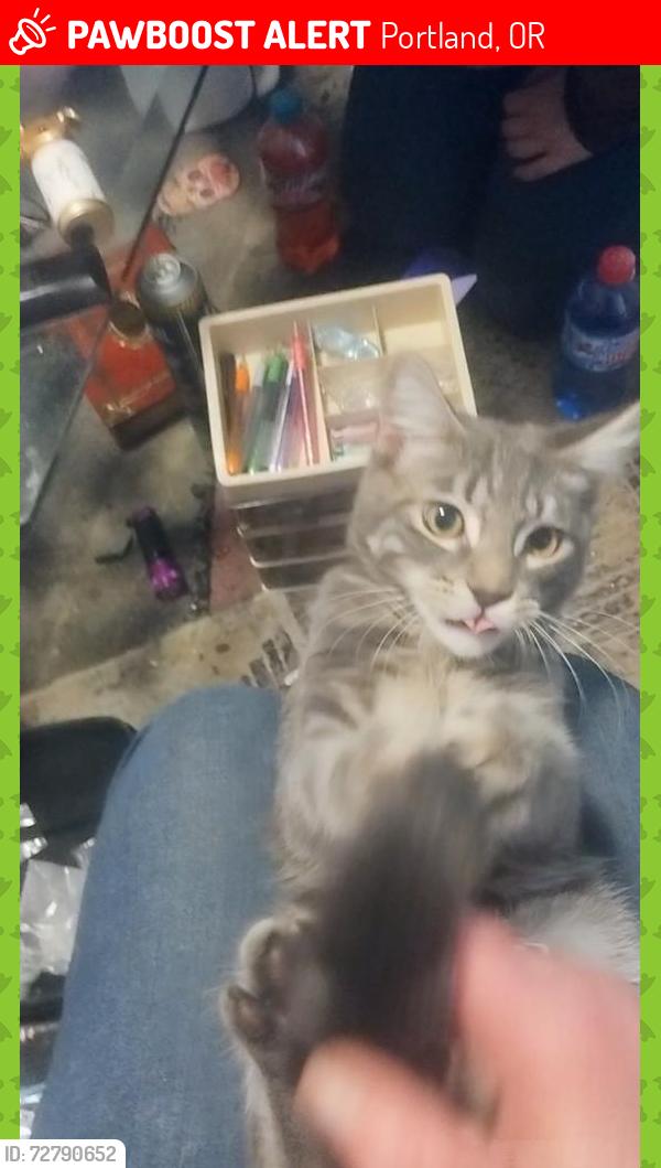 Lost Male Cat last seen se Powell n 129th, Portland, OR 97236
