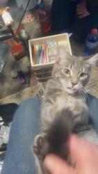 Lost Male Cat last seen se Powell n 129th, Portland, OR 97236