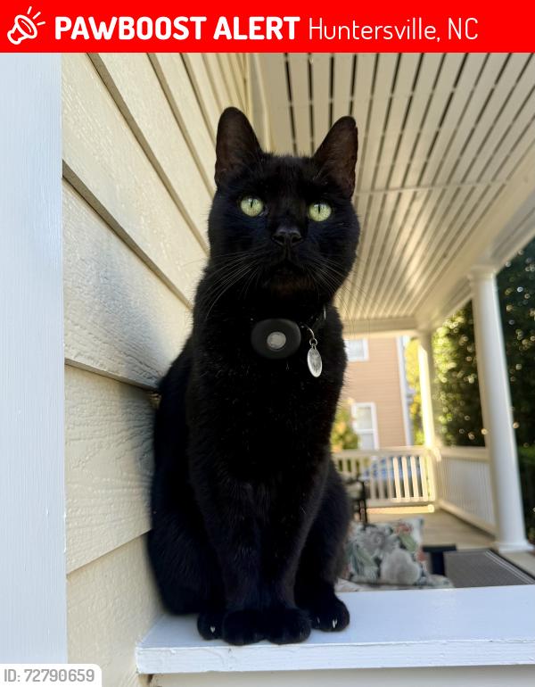 Lost Male Cat last seen Skybrook, Huntersville, NC 28078, Huntersville, NC 28078