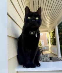 Lost Male Cat last seen Skybrook, Huntersville, NC 28078, Huntersville, NC 28078