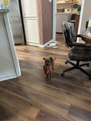 Found/Stray Male Dog last seen Northchase Patio , Holly Hills, Conroe, TX 77301