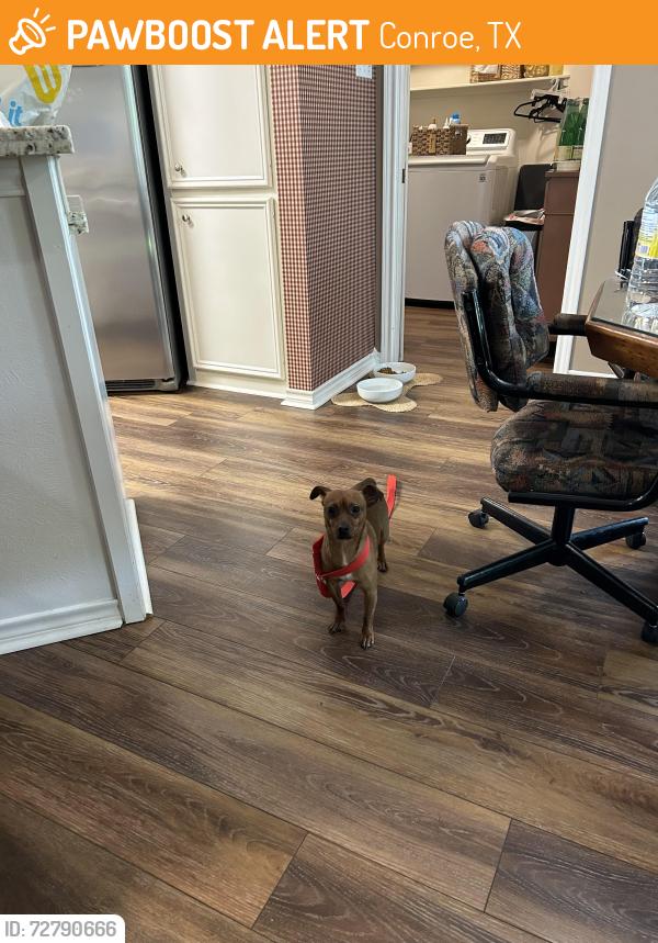Found/Stray Male Dog last seen Northchase Patio , Holly Hills, Conroe, TX 77301