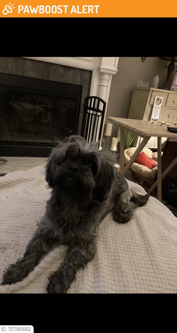 Found/Stray Female Dog last seen St Andrews Drive Merwin Ten Mile Rosd 45245, Pierce Township, OH 45245