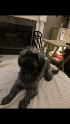 Found/Stray Female Dog last seen St Andrews Drive Merwin Ten Mile Rosd 45245, Pierce Township, OH 45245
