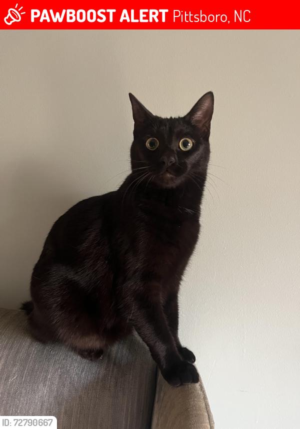 Lost Female Cat last seen Hatley Road, Mt. Gilead Church Road, Pittsboro, NC 27312