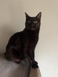 Lost Female Cat last seen Hatley Road, Mt. Gilead Church Road, Pittsboro, NC 27312