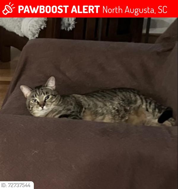 Lost Male Cat last seen Savannah Barony, North Augusta, SC 29841