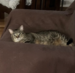 Lost Male Cat last seen Savannah Barony, North Augusta, SC 29841