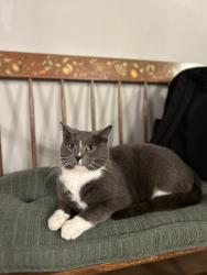 Lost Male Cat last seen He roams the backyards on our block. , Westbrook, MN 56183