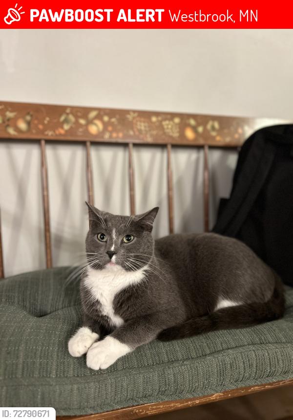 Lost Male Cat last seen He roams the backyards on our block. , Westbrook, MN 56183