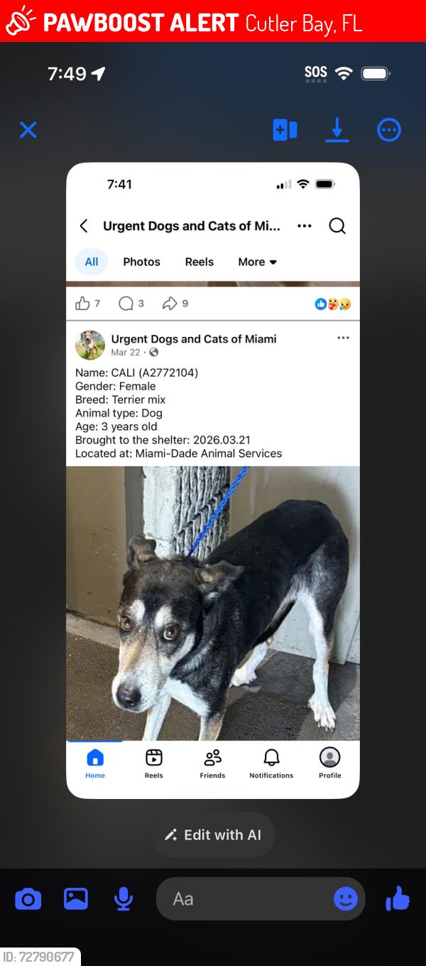 Lost Female Dog last seen MOTEL 6 cutler bay, Cutler Bay, FL 33157