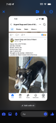Lost Female Dog last seen MOTEL 6 cutler bay, Cutler Bay, FL 33157