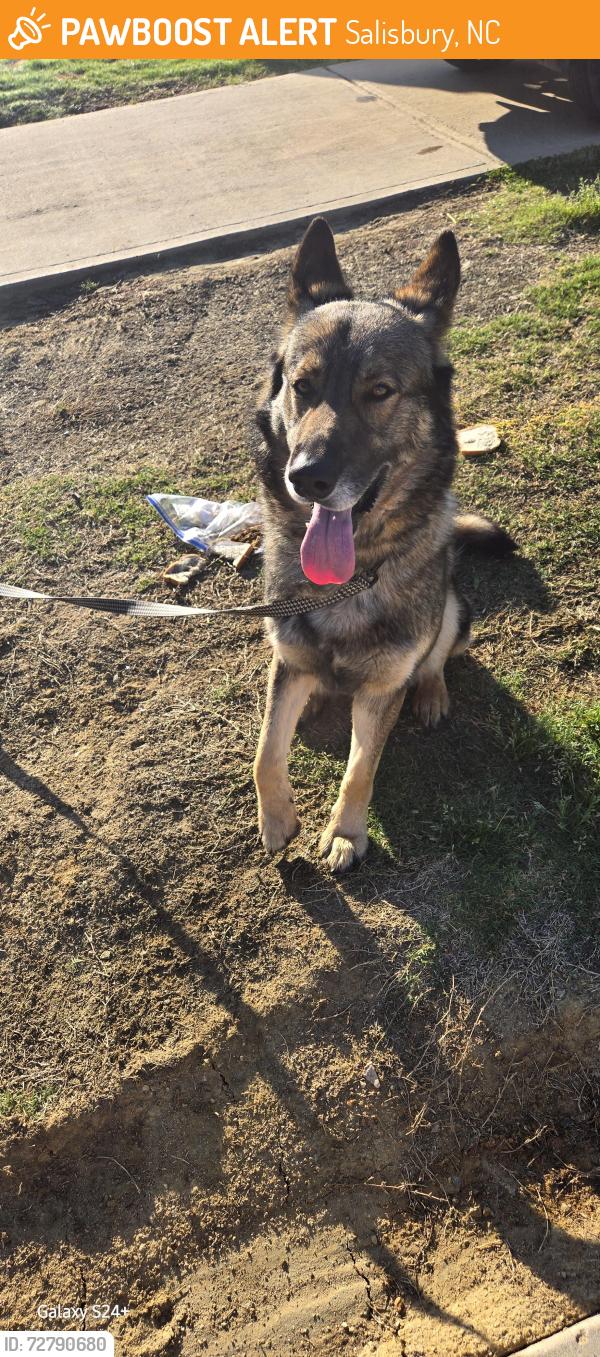 Found/Stray Male Dog last seen Alexander Station apmts, Salisbury, NC 28147