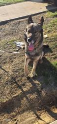 Found/Stray Male Dog last seen Alexander Station apmts, Salisbury, NC 28147