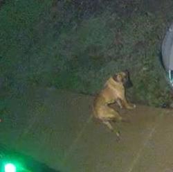 Found/Stray Unknown Dog last seen timber path, San Antonio, TX 78251