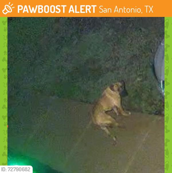 Found/Stray Unknown Dog last seen timber path, San Antonio, TX 78251