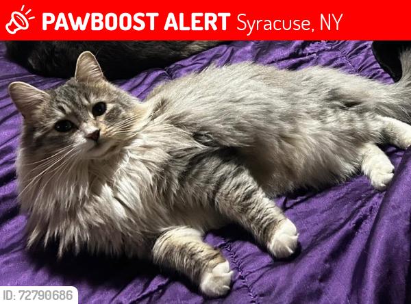 Lost Female Cat last seen Teal ave syracuse ny, Syracuse, NY 13206