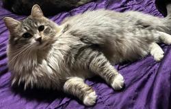 Lost Female Cat last seen Teal ave syracuse ny, Syracuse, NY 13206