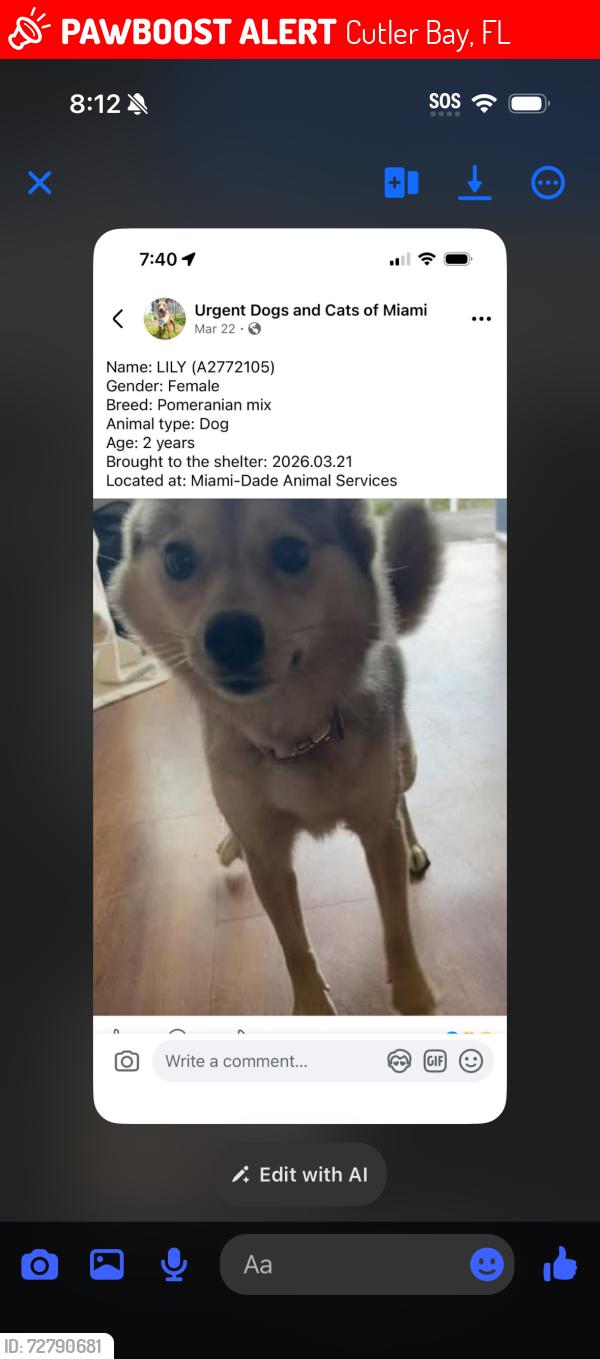 Lost Female Dog last seen MOTEL 6 curler bay, Cutler Bay, FL 33157