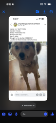 Lost Female Dog last seen MOTEL 6 curler bay, Cutler Bay, FL 33157