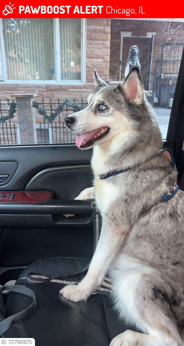 Lost Female Dog last seen Near s exchange ave , Chicago, IL 60617