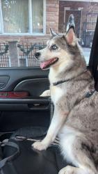 Lost Female Dog last seen Near s exchange ave , Chicago, IL 60617