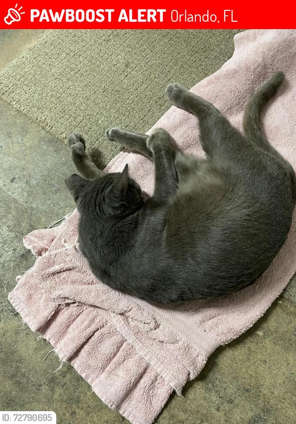 Lost Female Cat last seen Powers Dr, Orlando, FL 32818