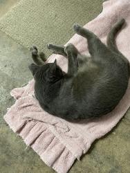 Lost Female Cat last seen Powers Dr, Orlando, FL 32818