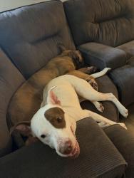Found/Stray Female Dog last seen Westgreen, Cypress, TX 77433