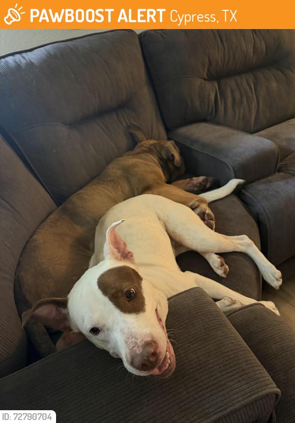Found/Stray Female Dog last seen Westgreen, Cypress, TX 77433