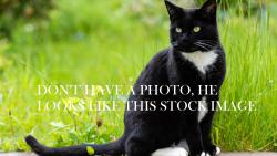Found/Stray Male Cat last seen Lee and Lomond, Shaker Heights, OH 44120