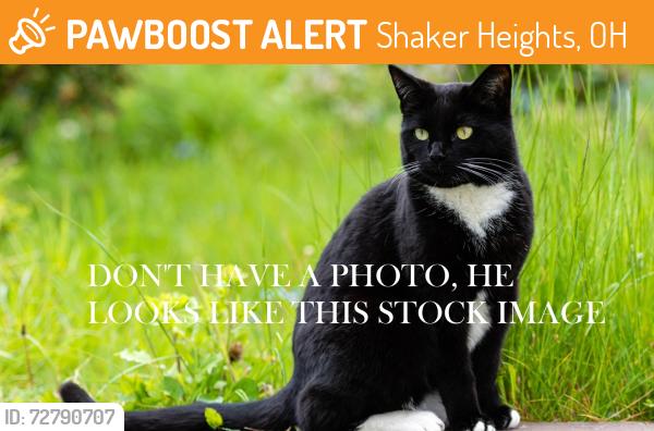 Found/Stray Male Cat last seen Lee and Lomond, Shaker Heights, OH 44120