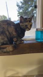 Lost Female Cat last seen Grand Ave Alma ks , Alma, KS 66401